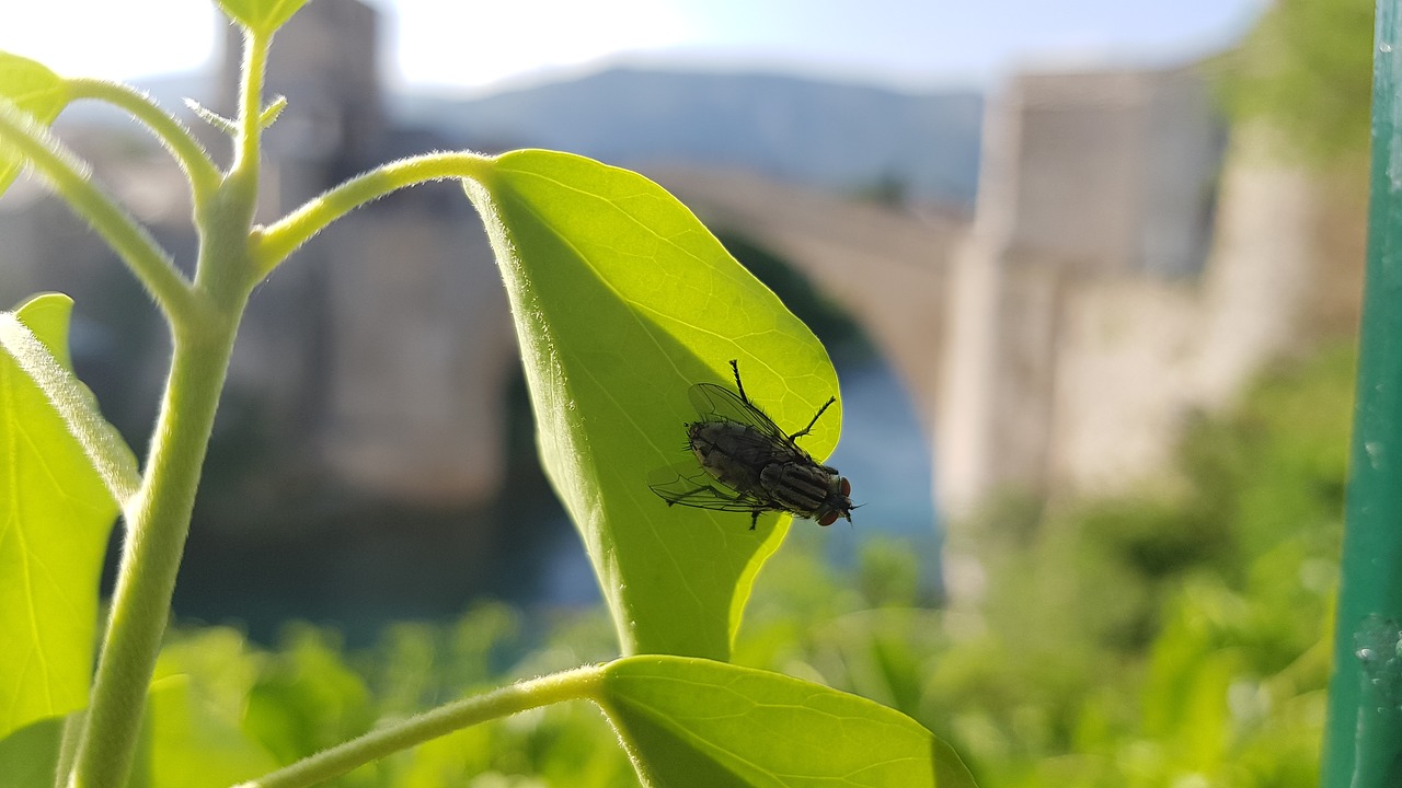 fly  insect  animal free photo