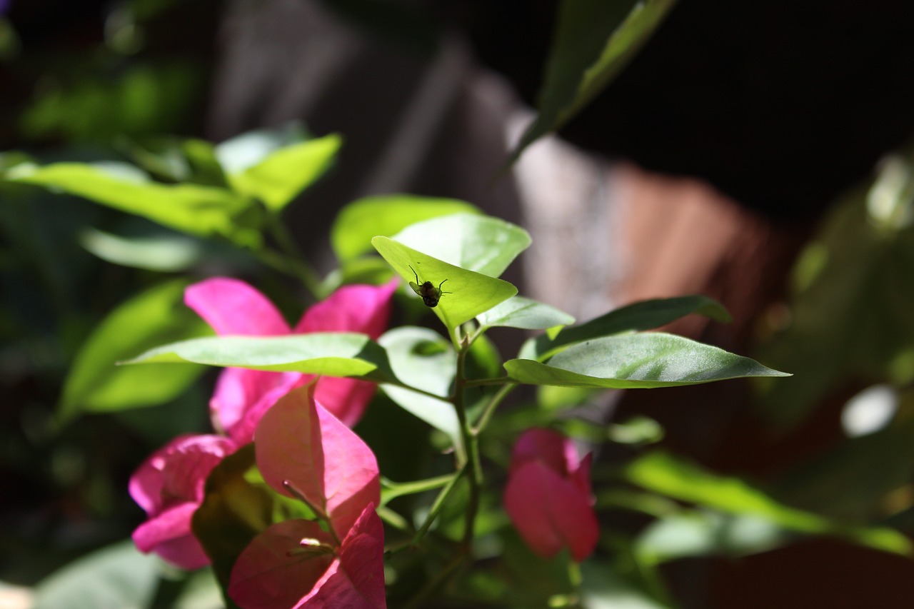 fly  plant  leaves free photo