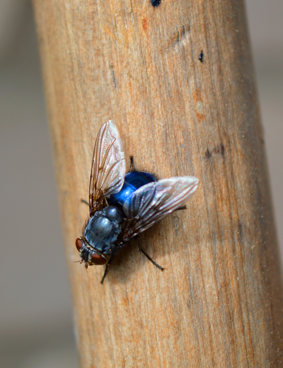 fly  close up  insect free photo