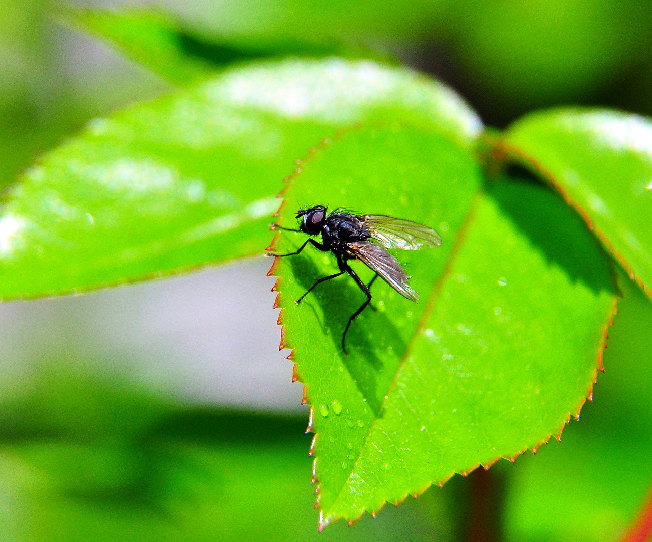 fly  green  leaf free photo