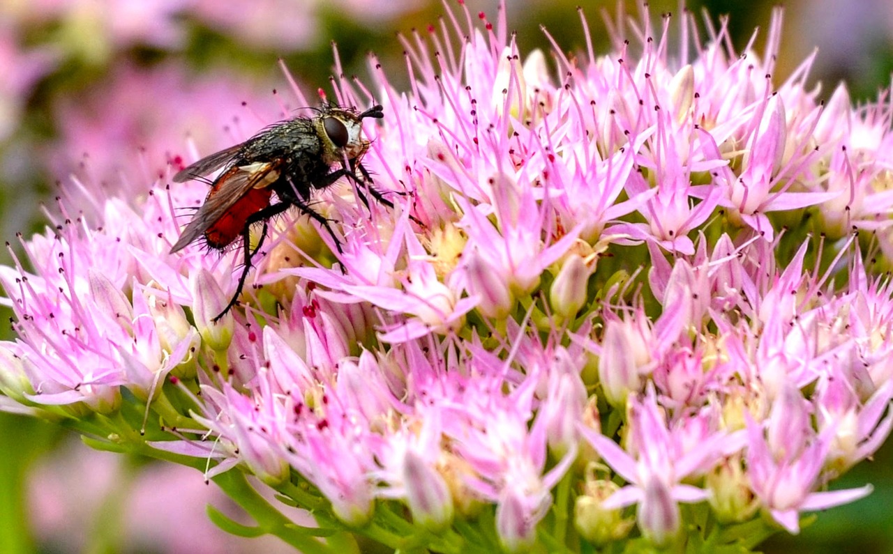 fly  alaus  stonecrop free photo