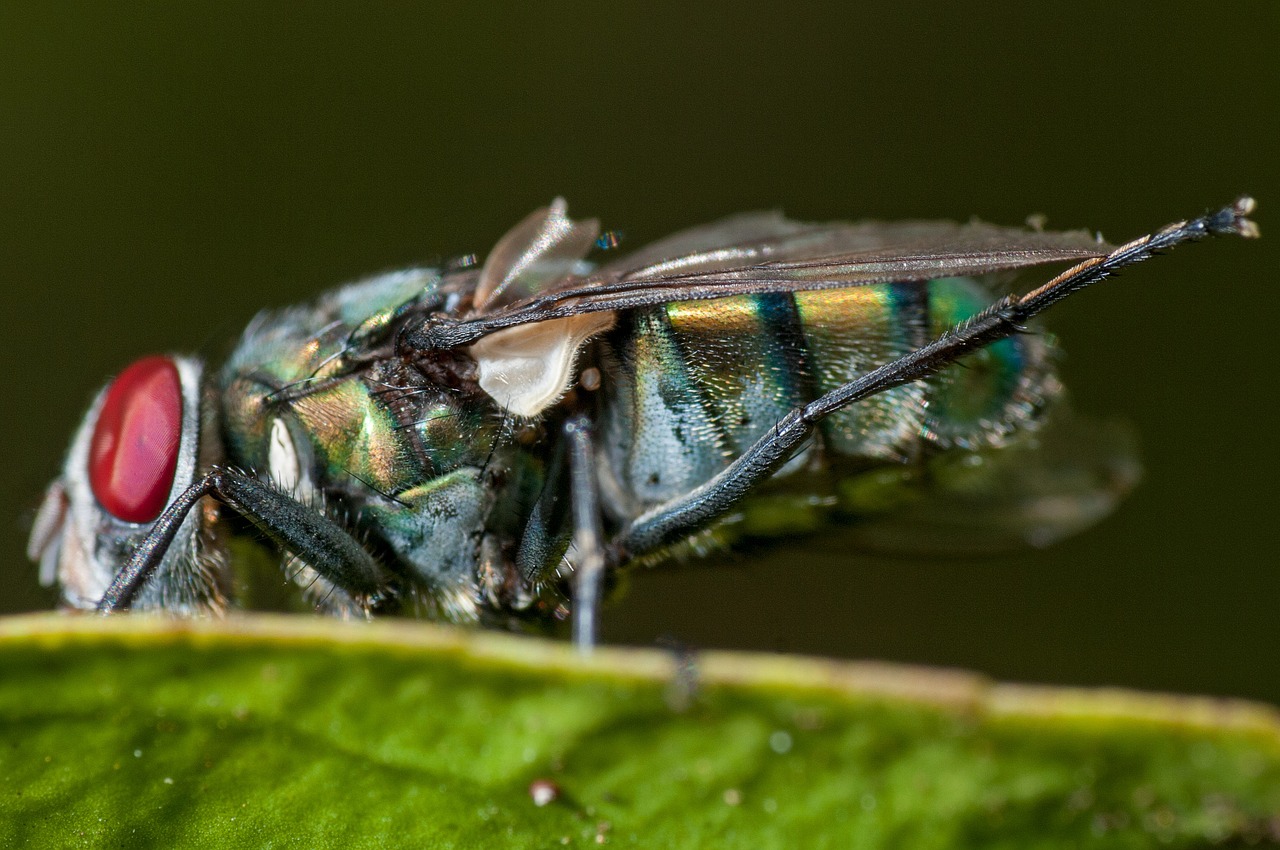 fly stretch leg macro free photo