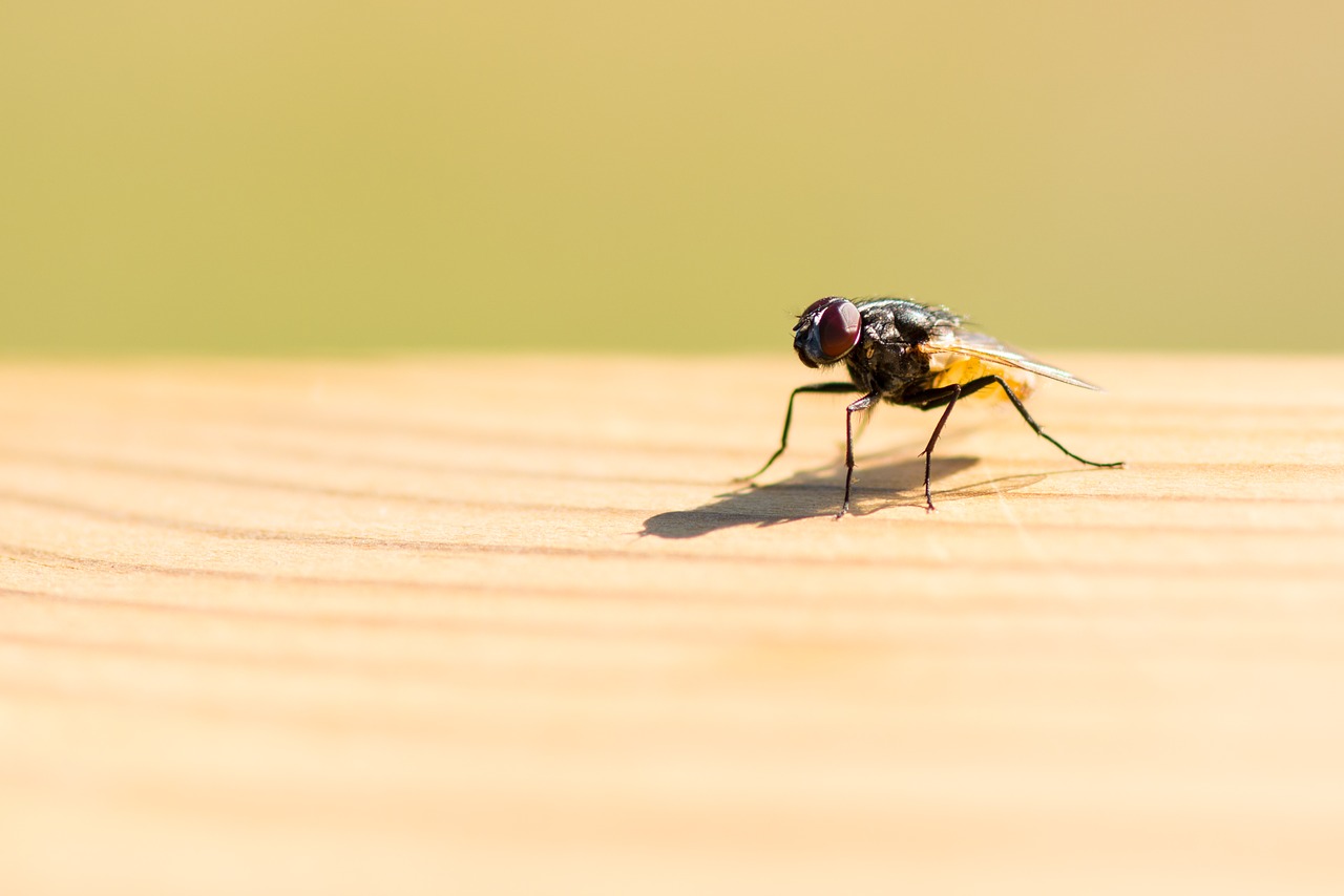 fly  wood  table free photo