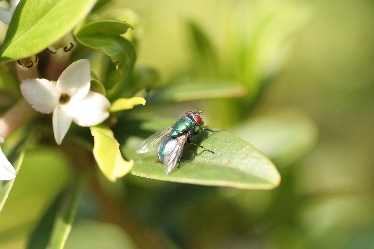 fly nature plant free photo