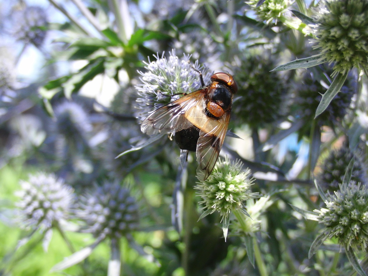 fly insect flight insect free photo