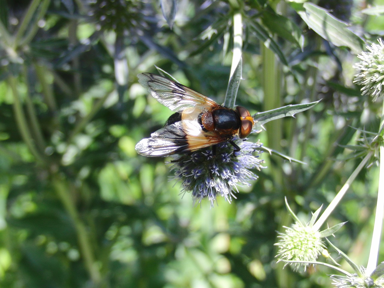 fly insect flight insect free photo