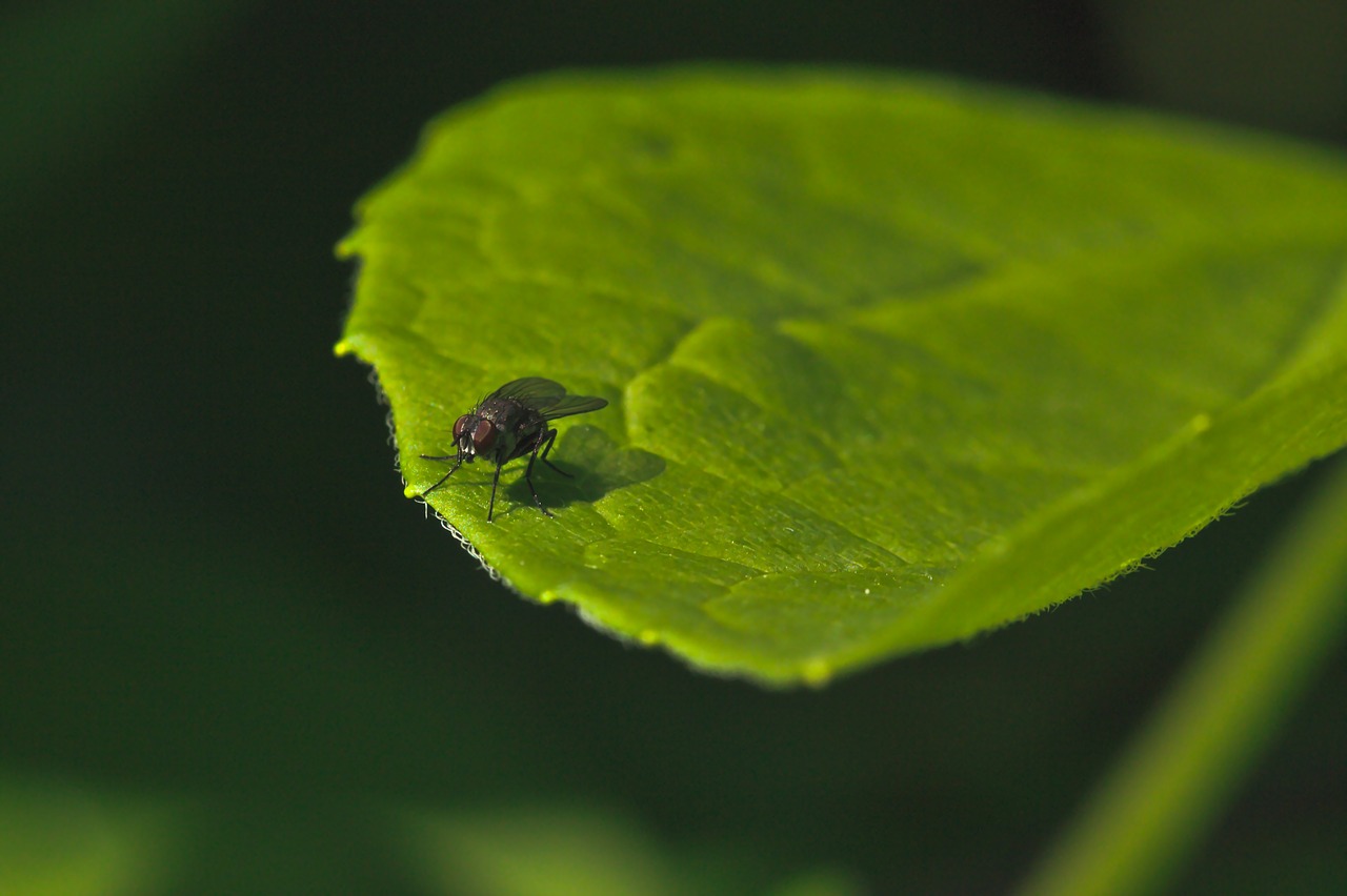 fly  green  plant free photo