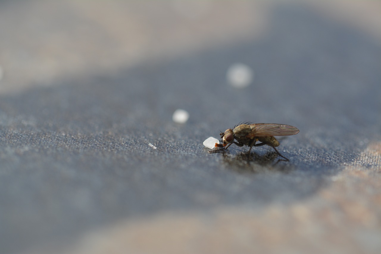 fly  close up  detail free photo