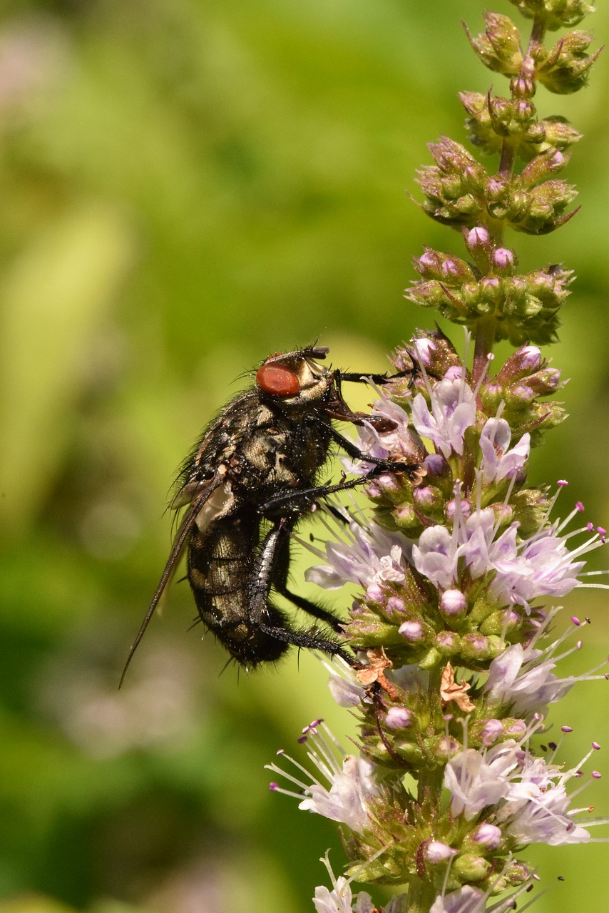 fly  insect  nature free photo