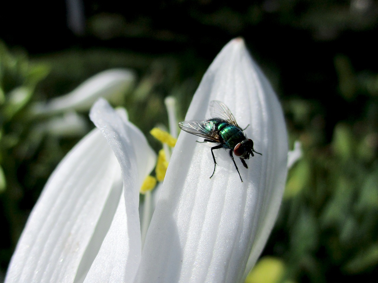 fly  flower  nature free photo