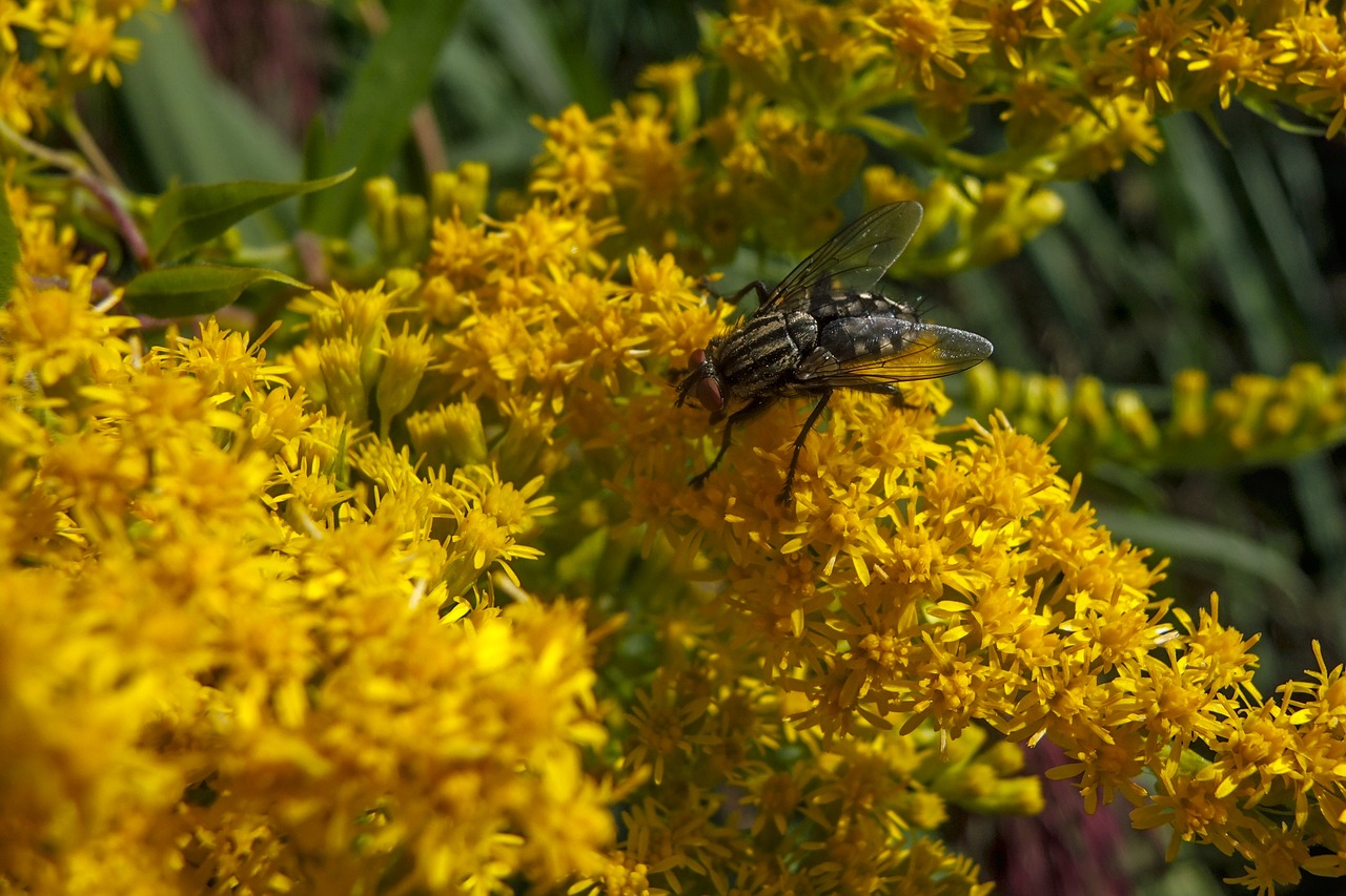 fly  flowers  yellow free photo