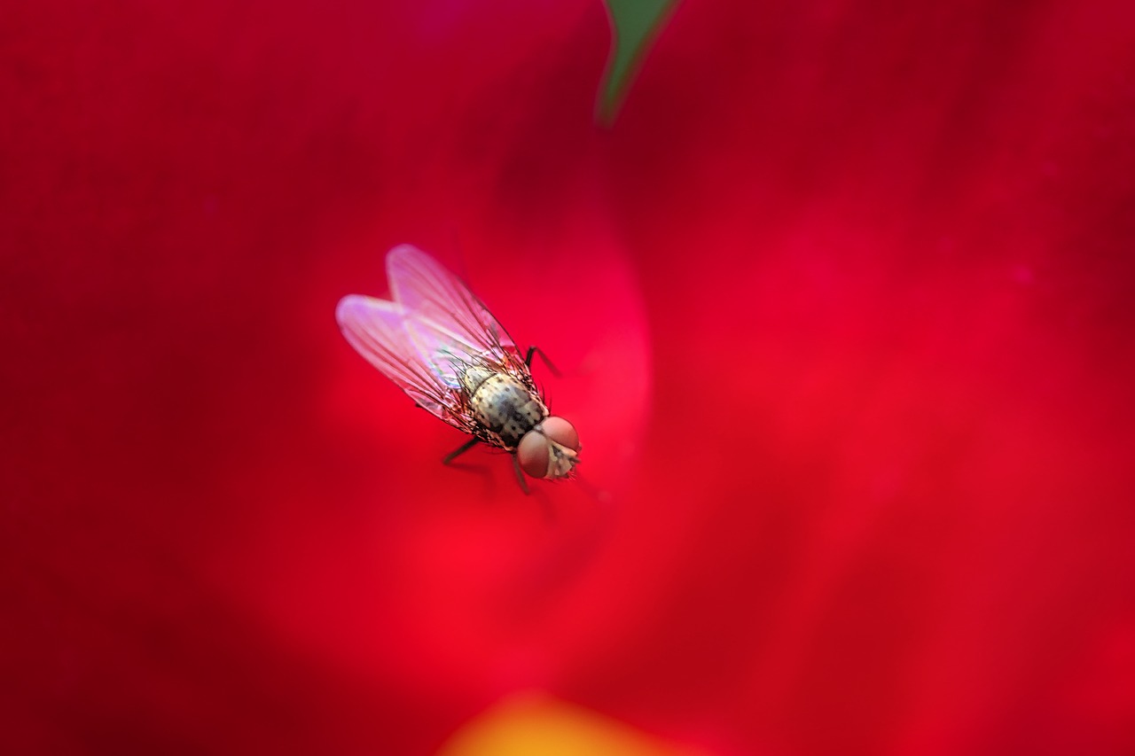 fly  rosenblatt  flower free photo