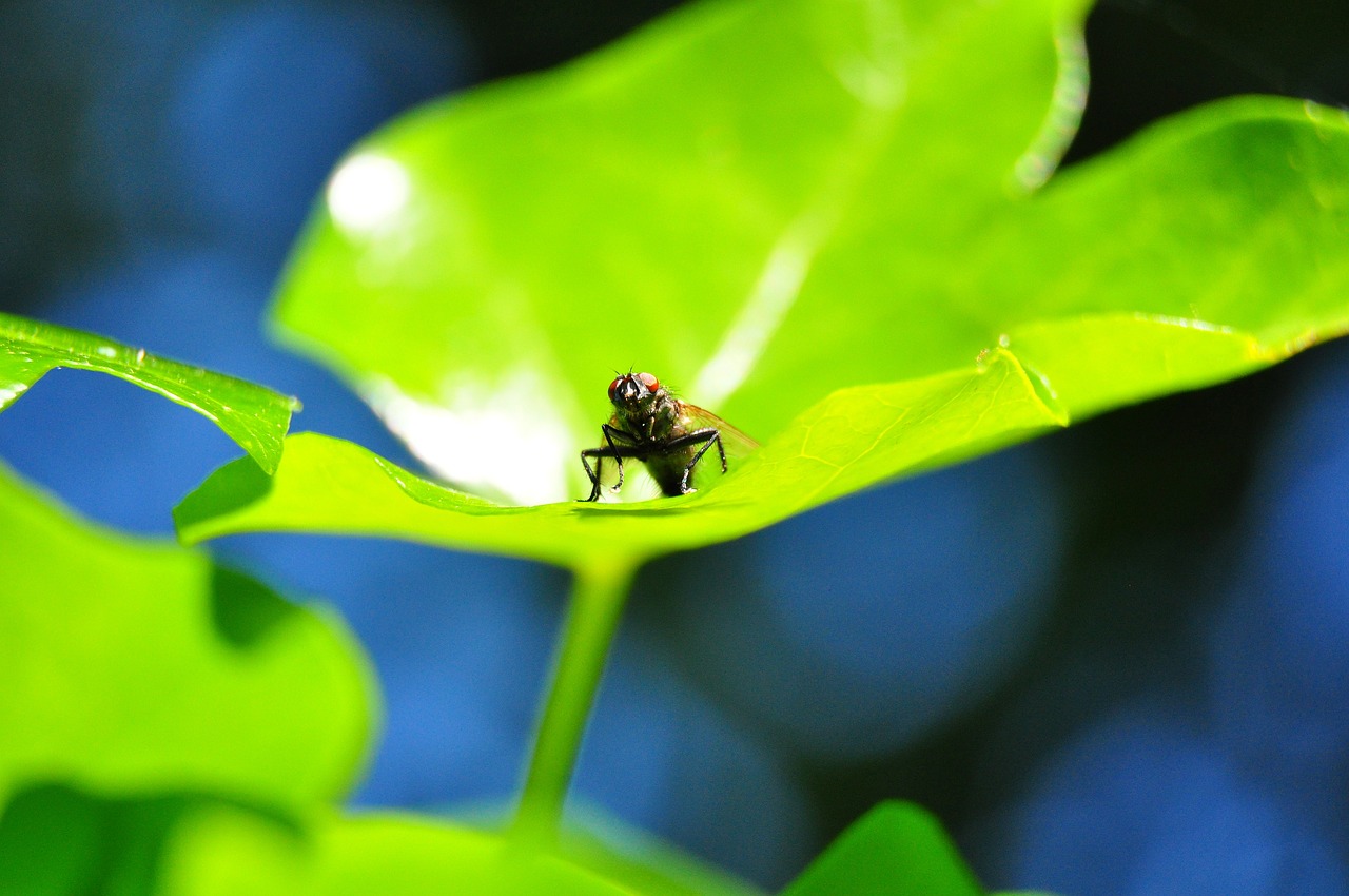 fly  leaf  macro free photo