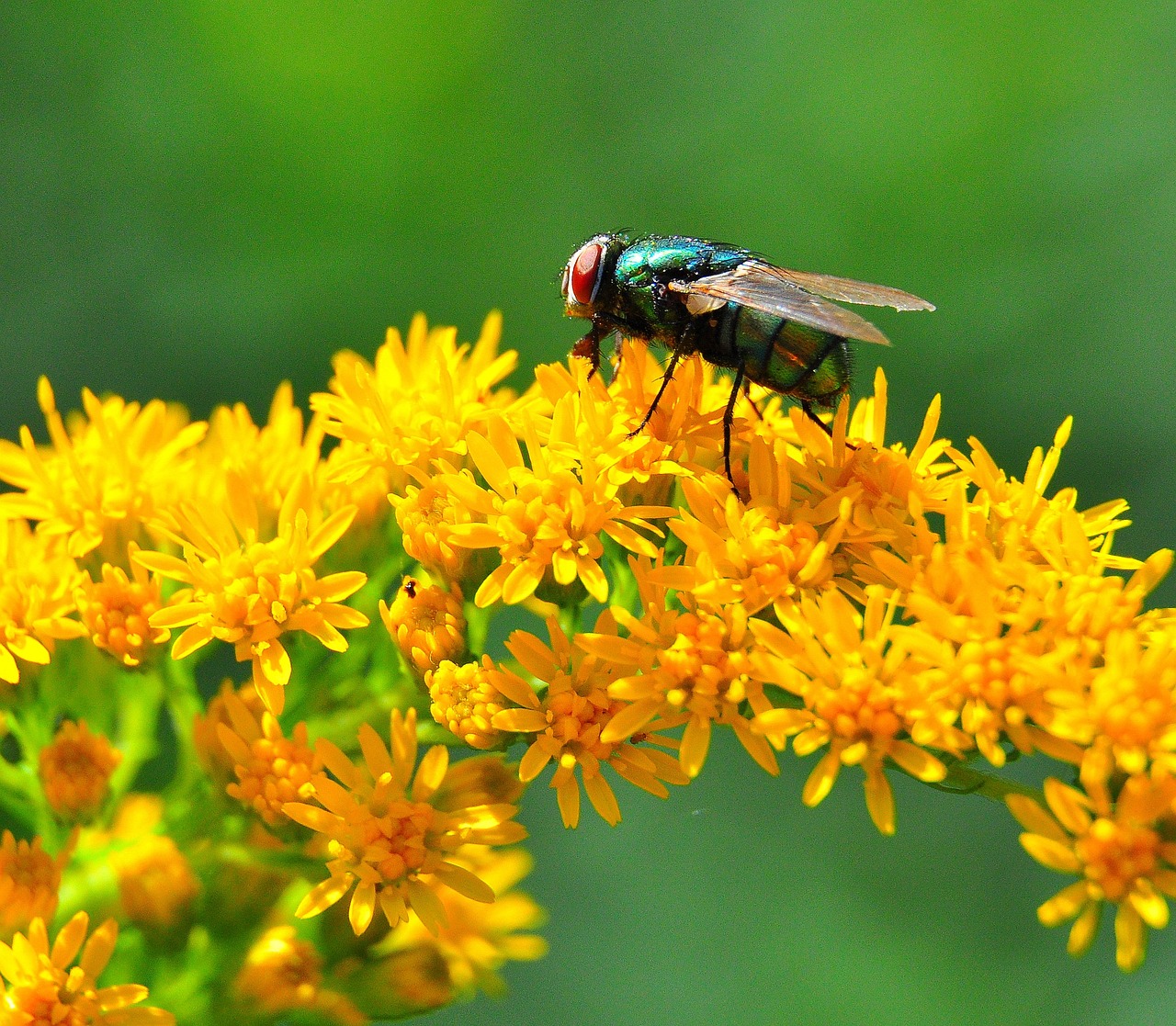 fly  yellow  summer free photo
