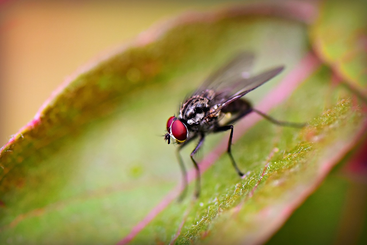 fly  insect  animal free photo