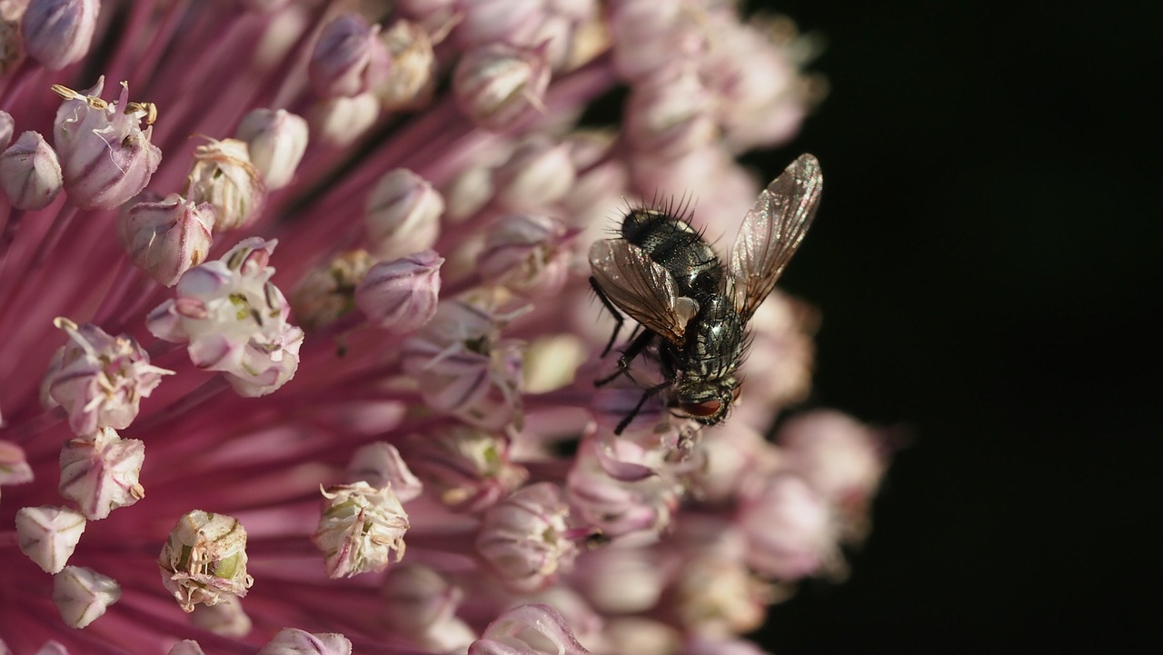 fly flower inflorescence free photo