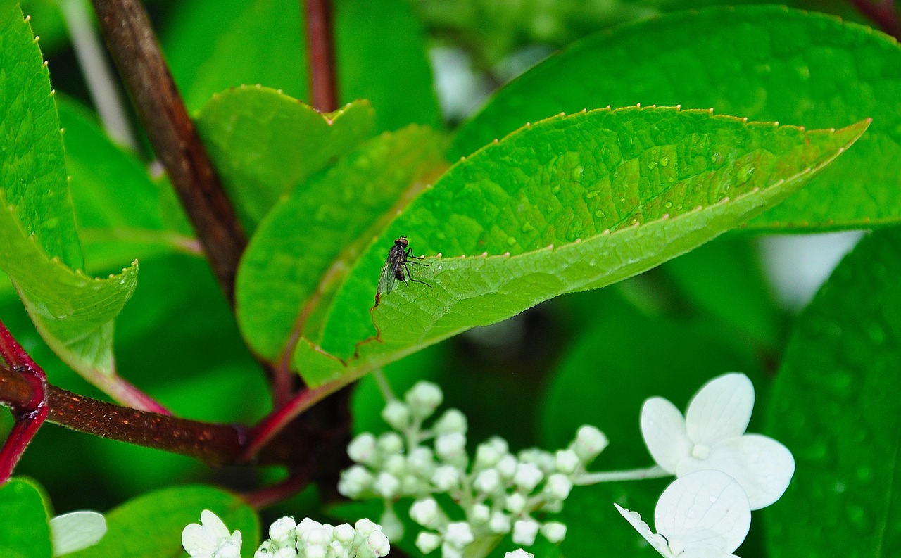 fly  macro  green free photo