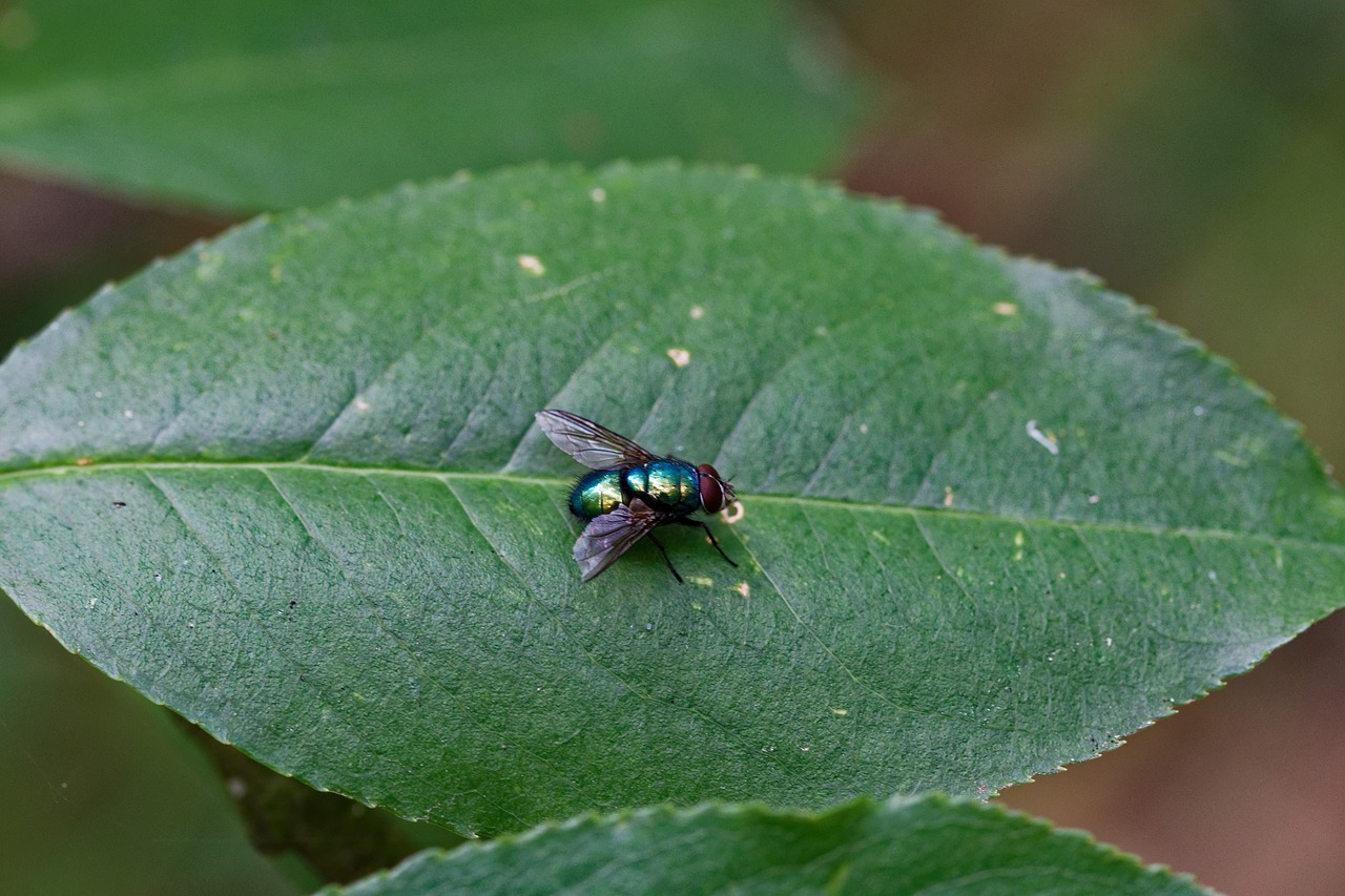 fly  leaf  nature free photo