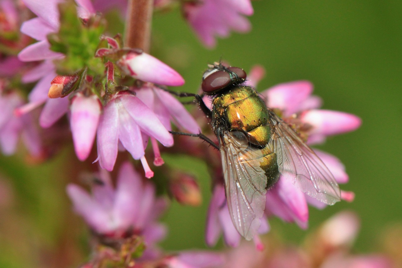 fly insect heide free photo