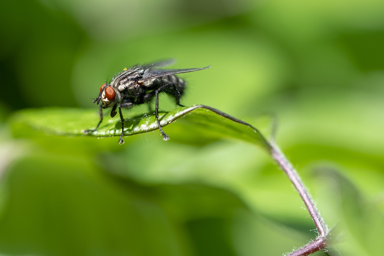 fly  nature  insect free photo