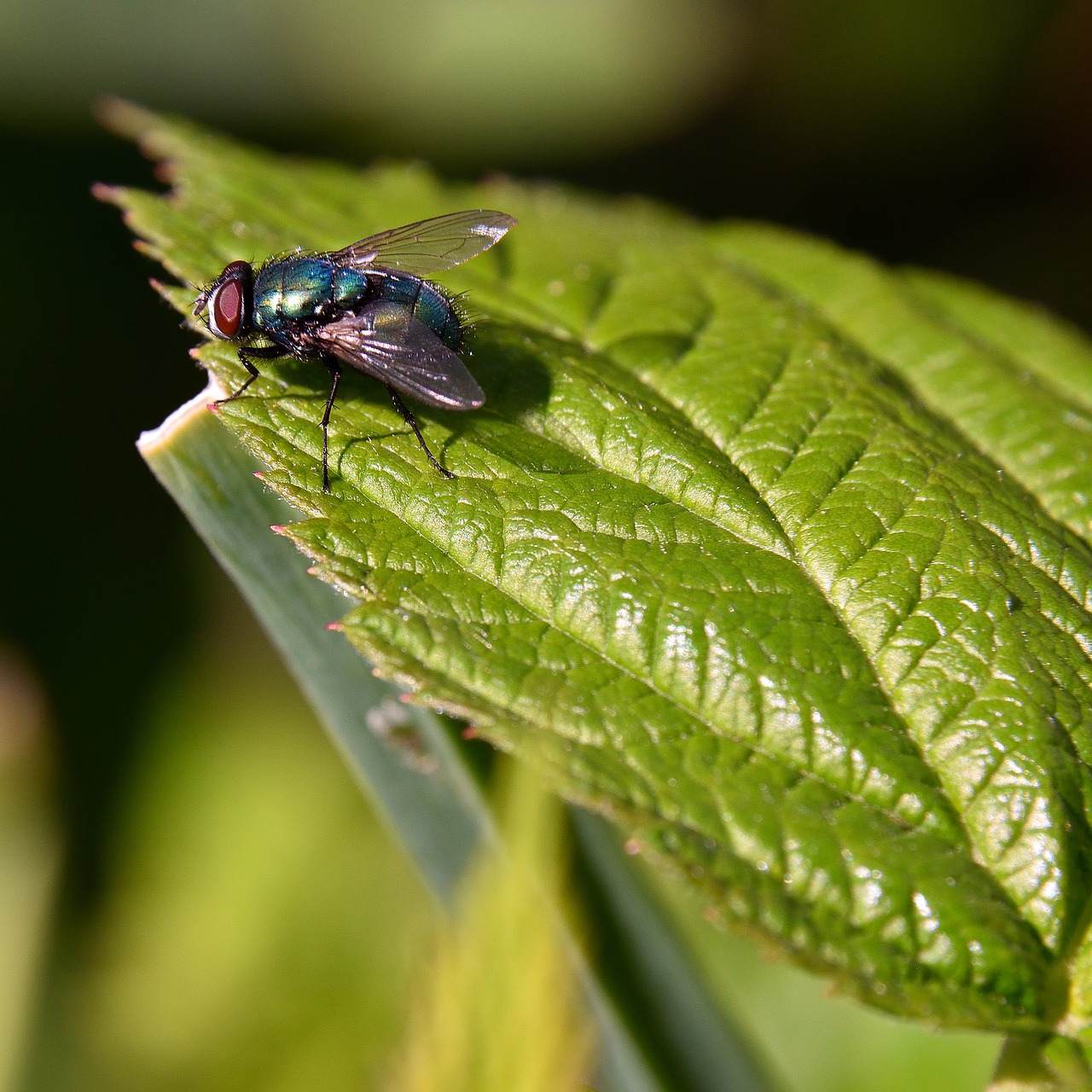 fly  leaf  nature free photo