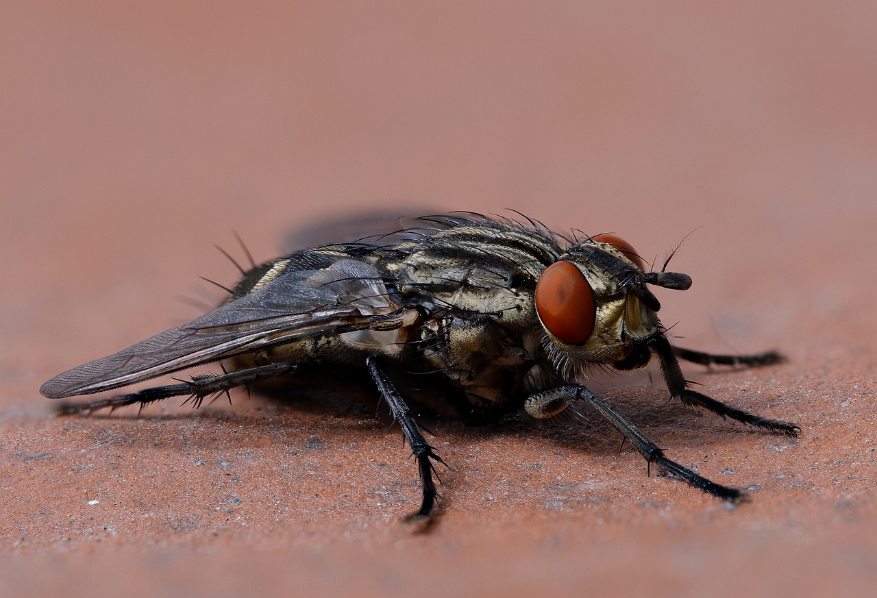 fly  housefly  musca domestica free photo