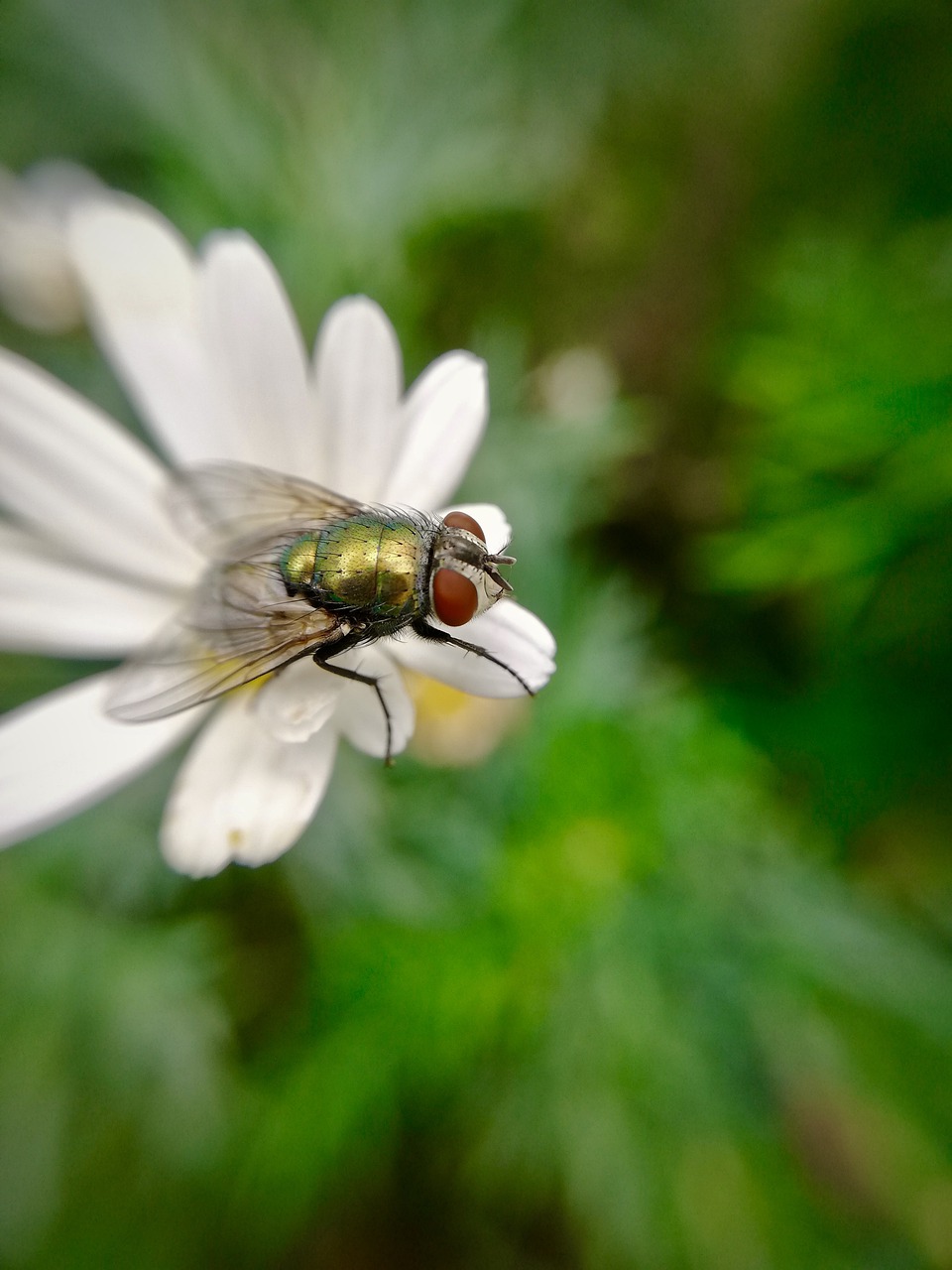 fly  greenfly  nature free photo