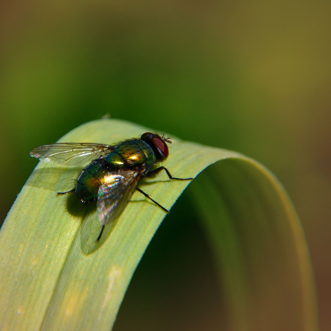 fly  grass  nature free photo