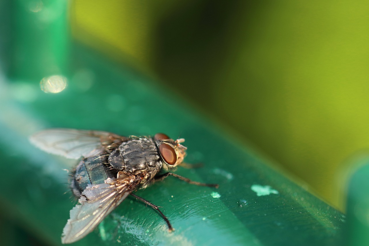 fly  macro  insect free photo