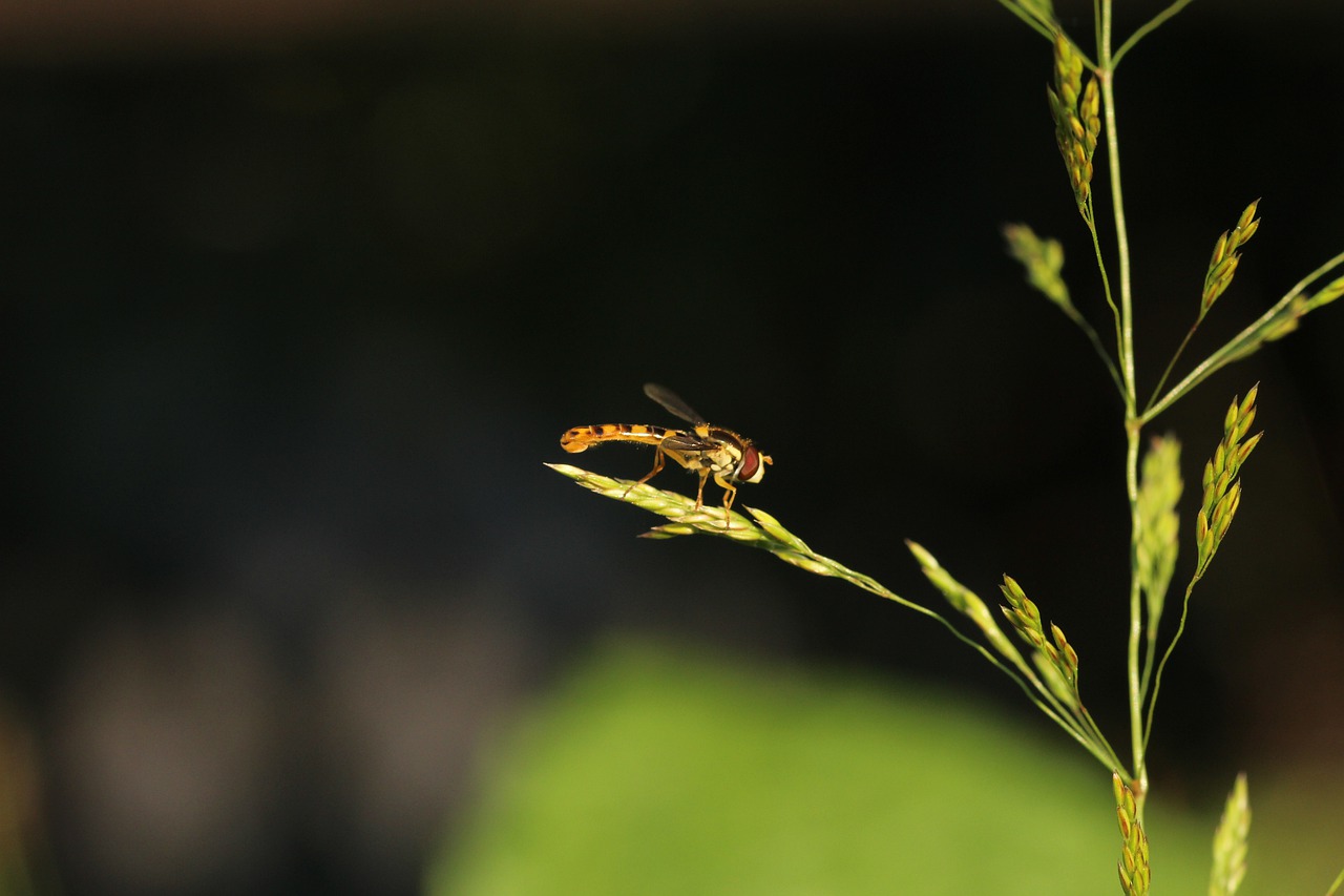 fly  hoverfly  blade of grass free photo