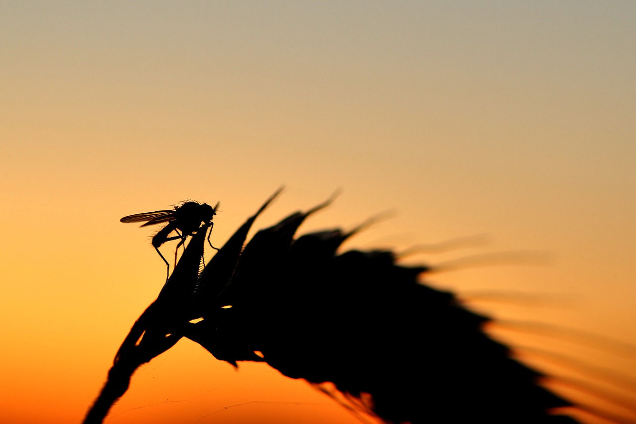 fly  silouhette  sunset free photo