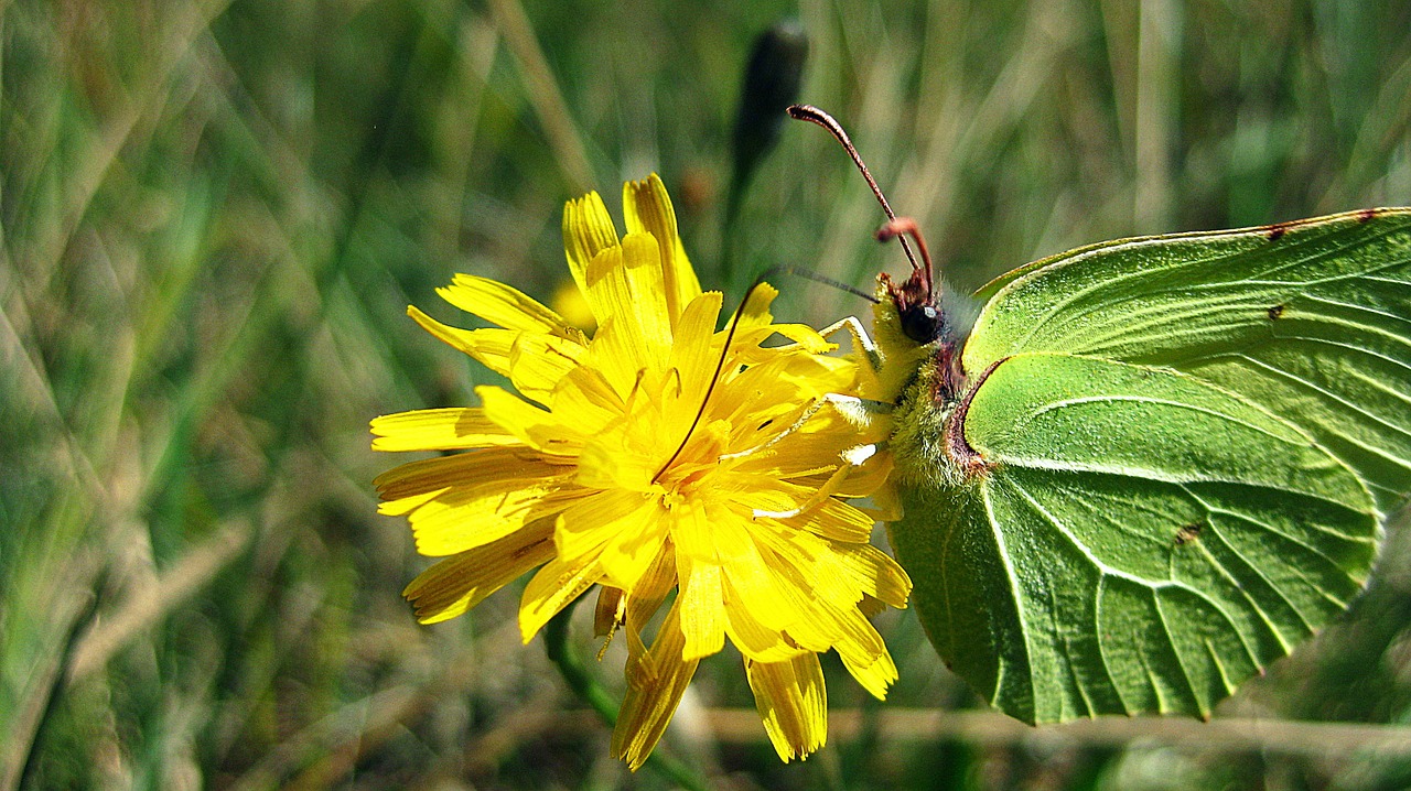 fly floral plant free photo