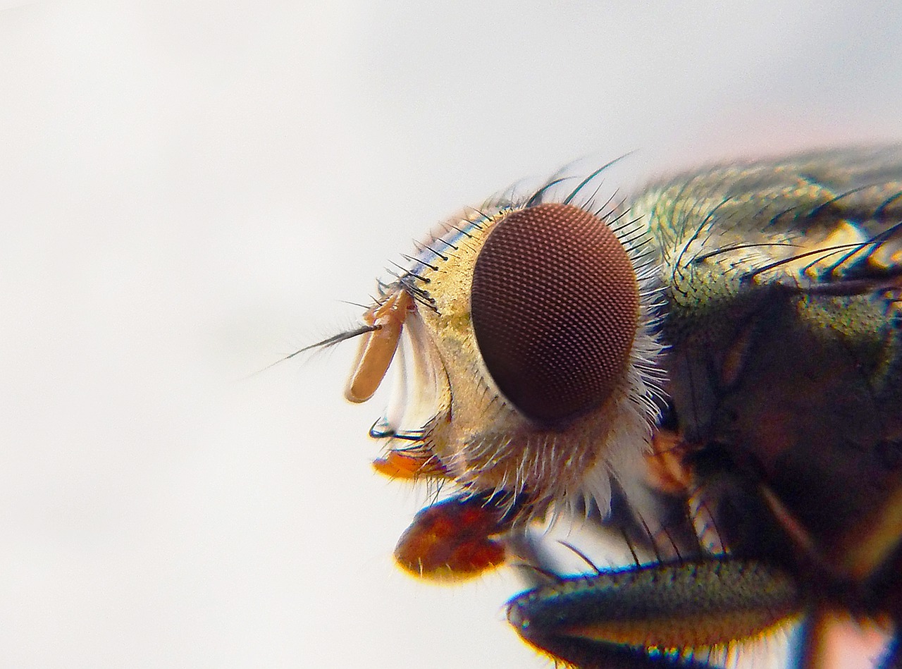 fly  macro photography  insects free photo