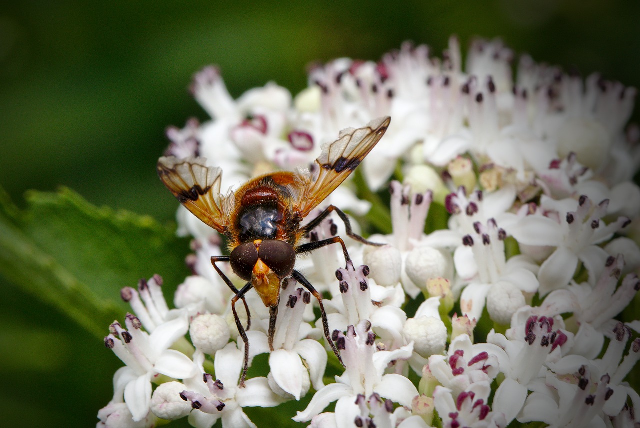 fly  blossom  bloom free photo