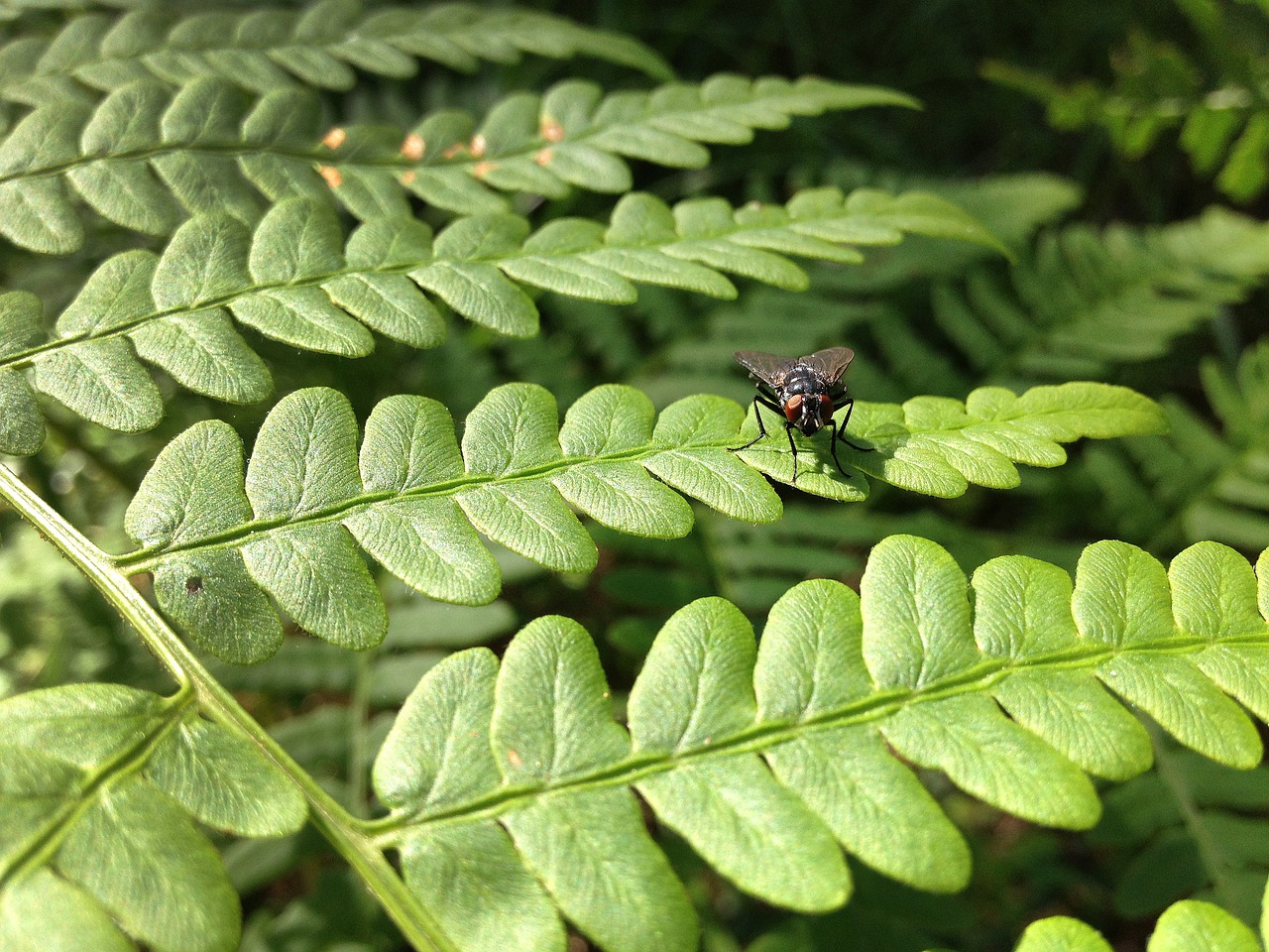 fly fern forest free photo