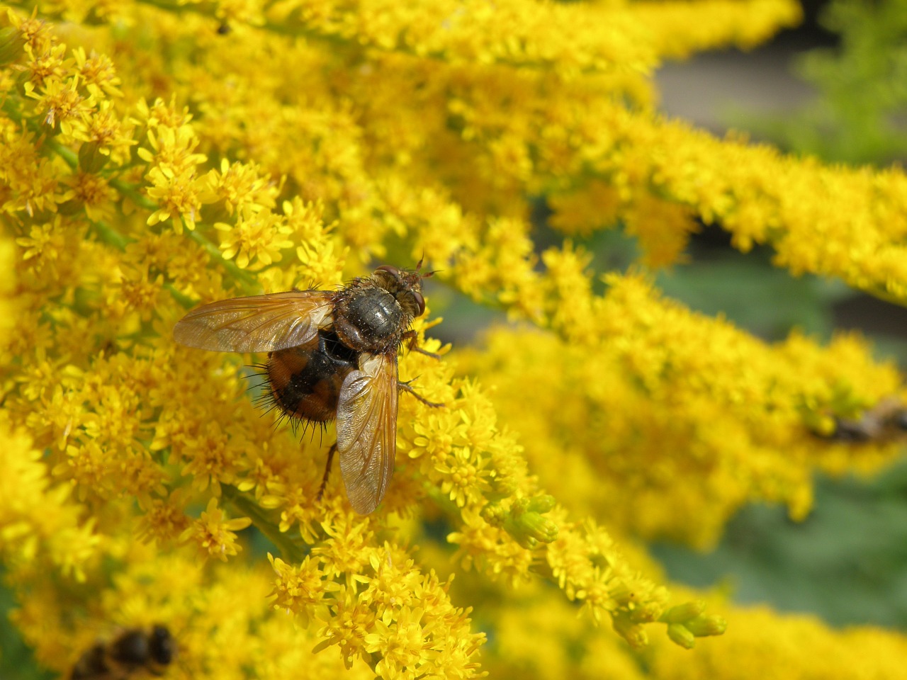 fly yellow plant free photo