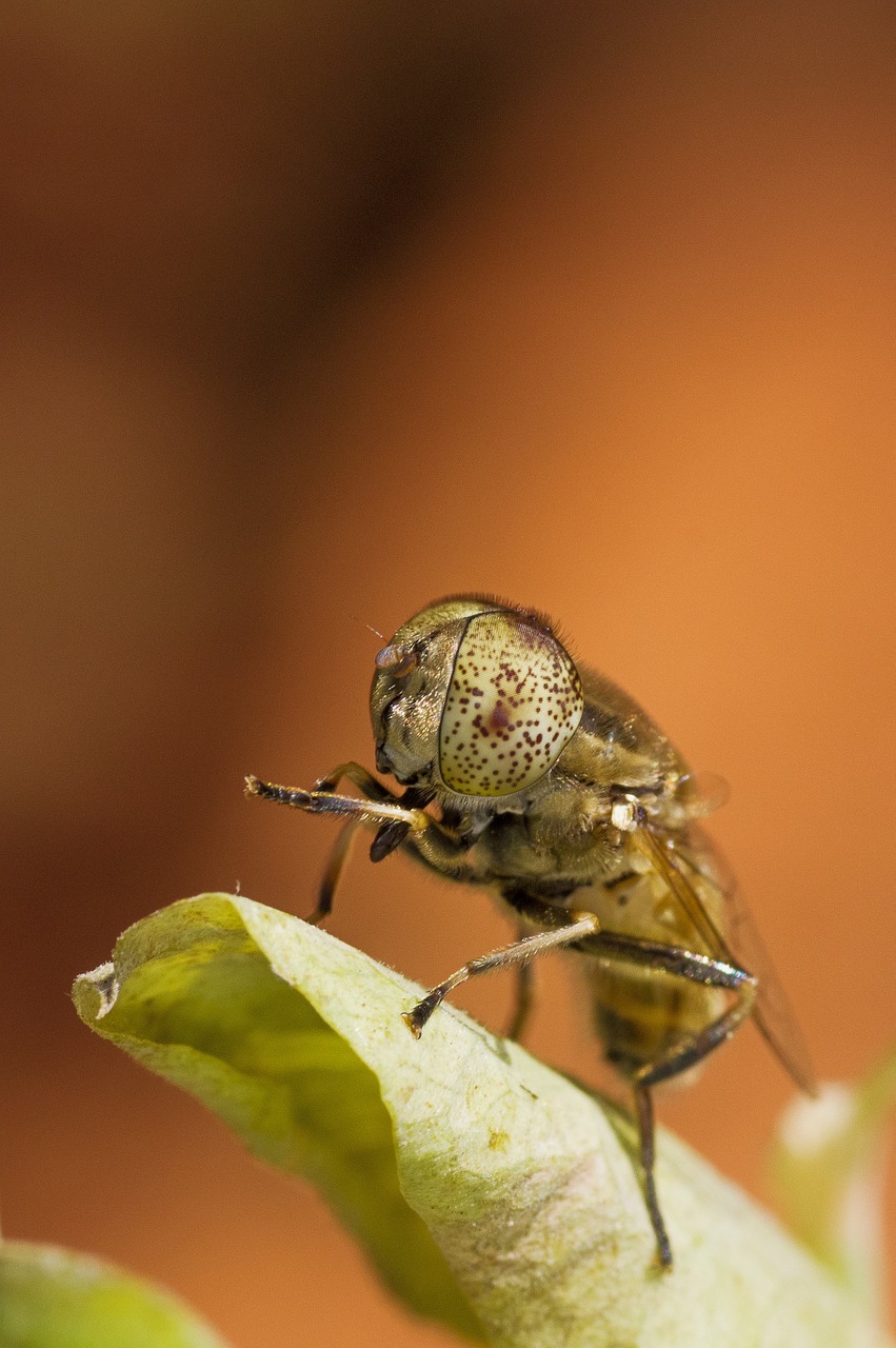 fly spotted eyes macro free photo