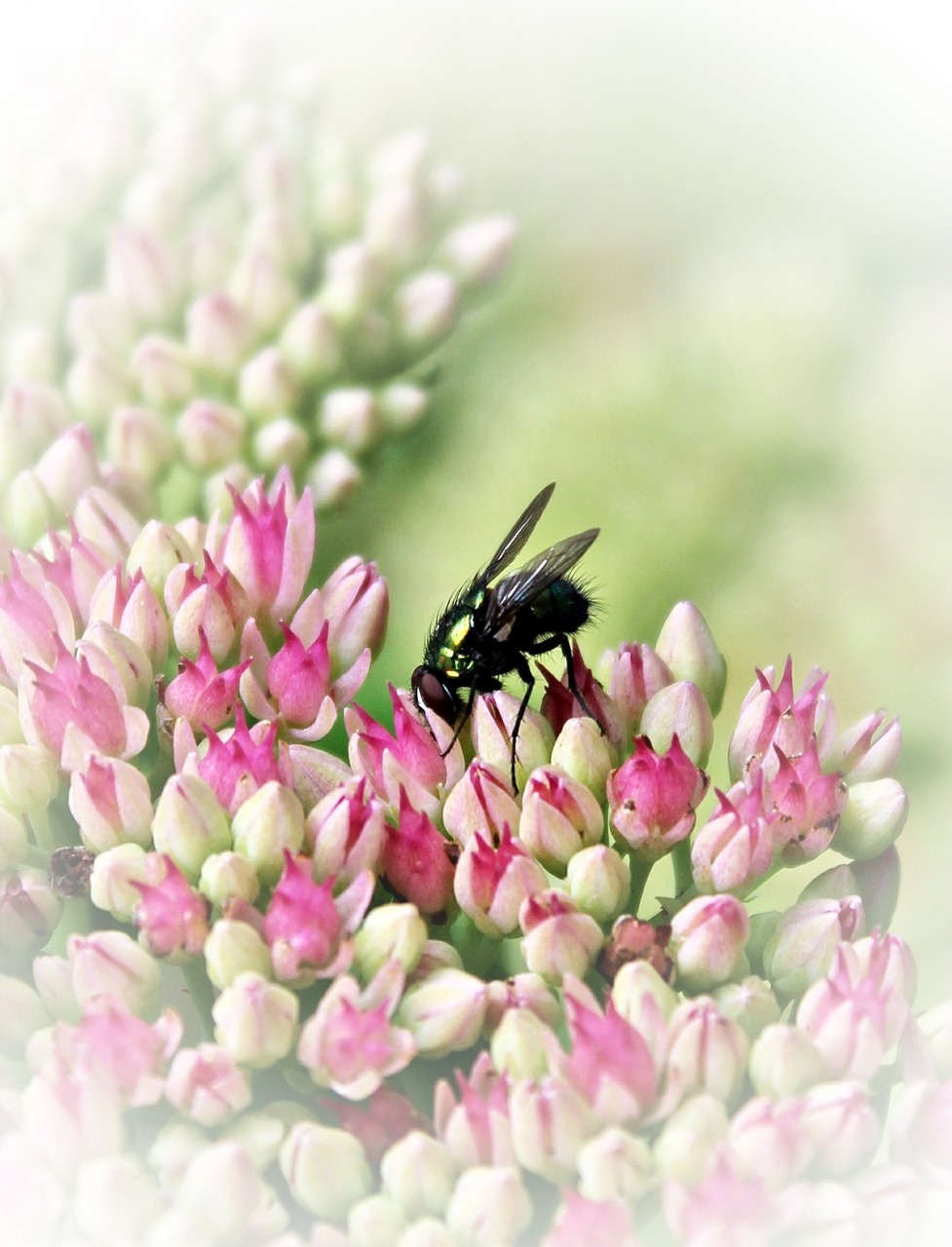 fly insect blossom free photo