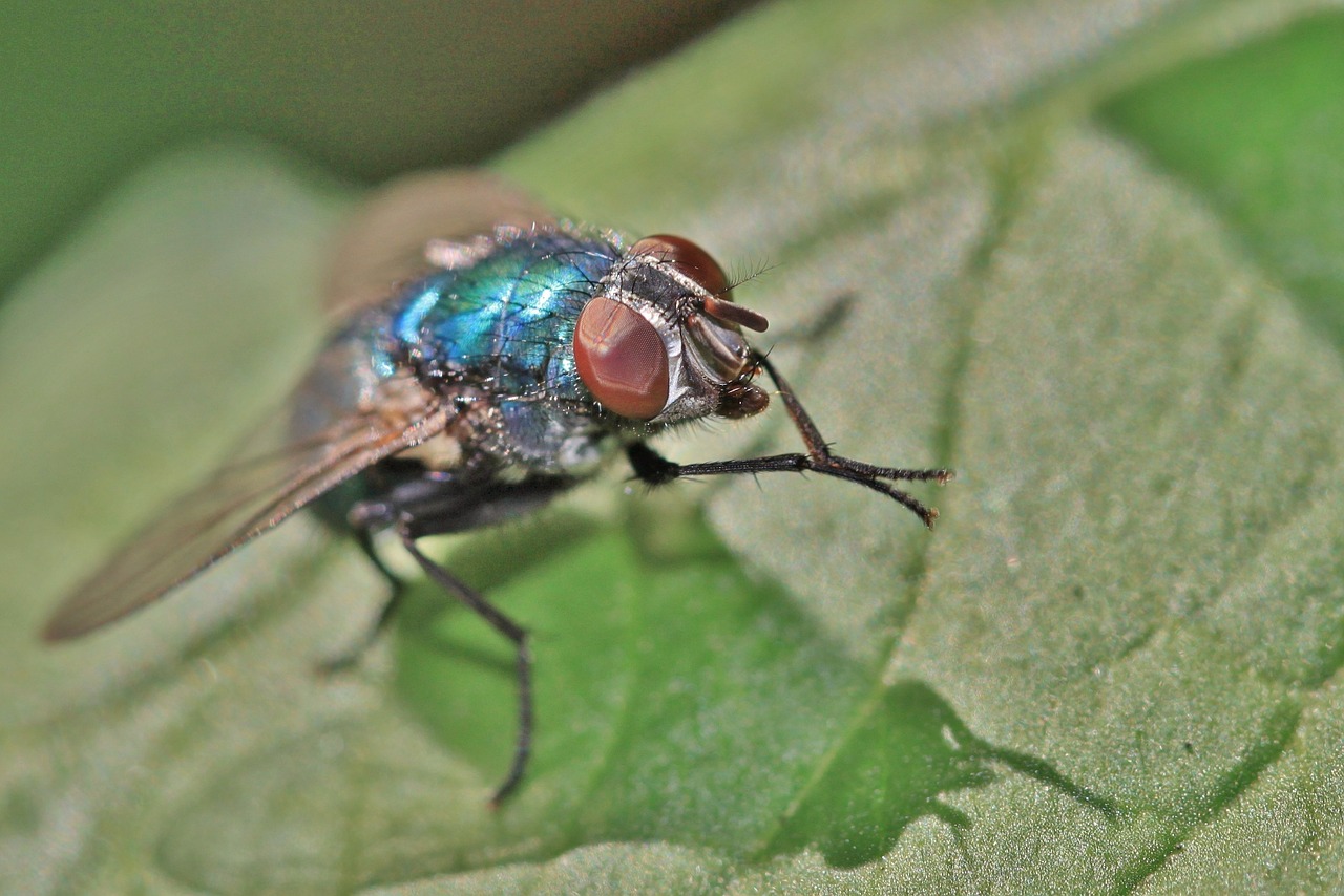 fly insect animal free photo