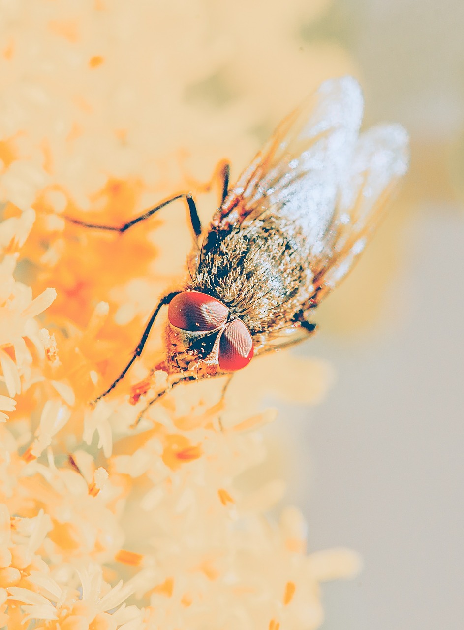 fly compound eyes close free photo