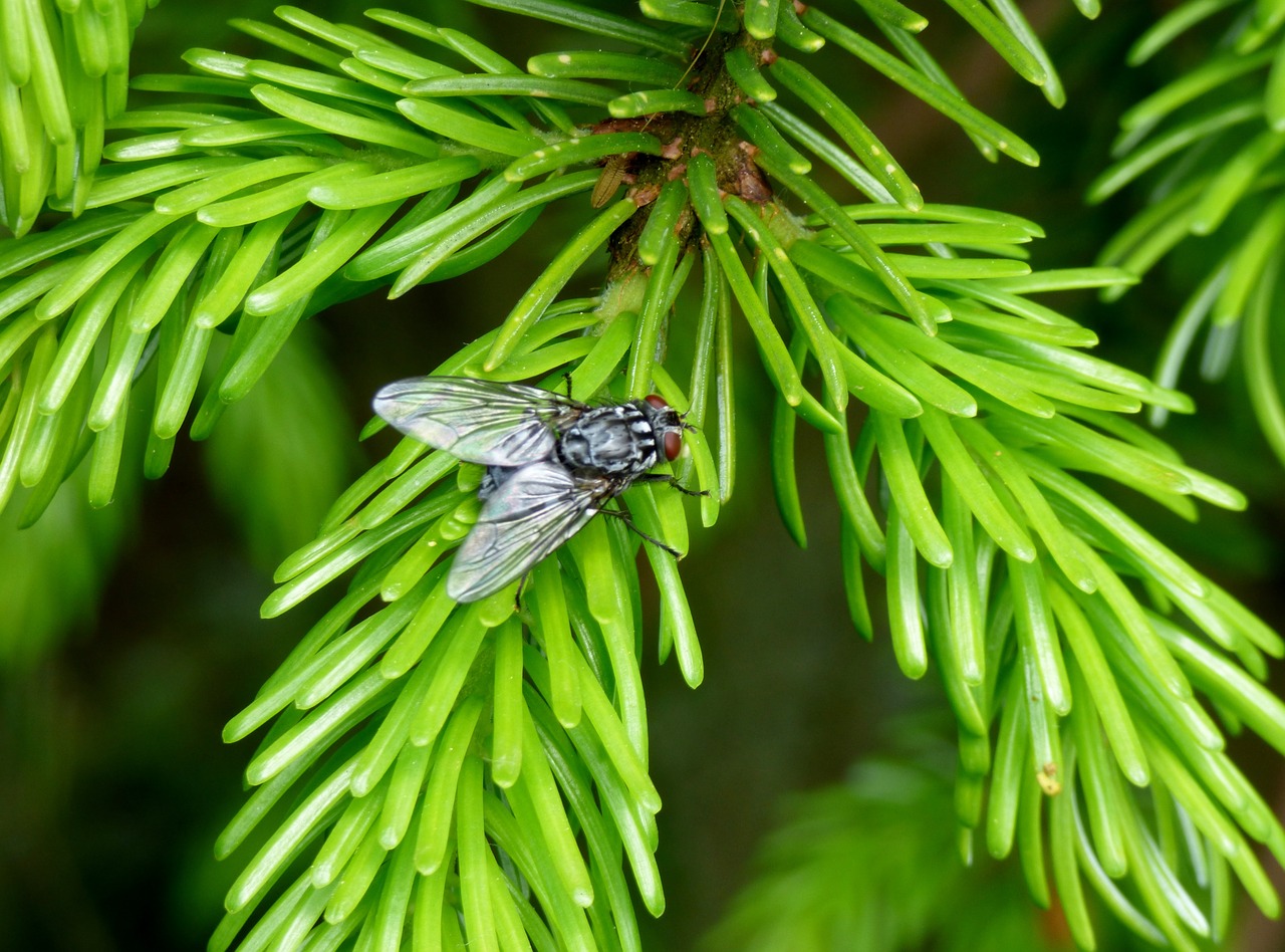 fly nature tree free photo