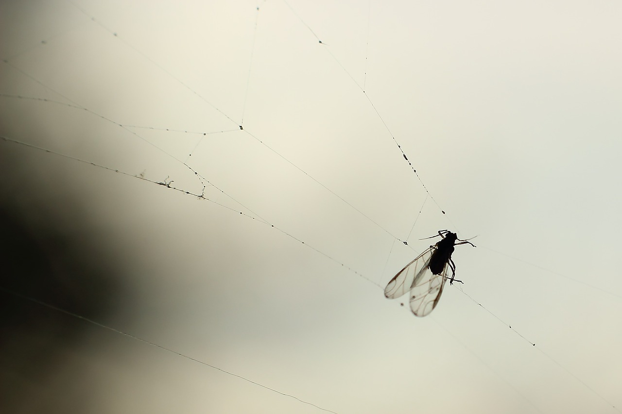 fly cobweb back light free photo