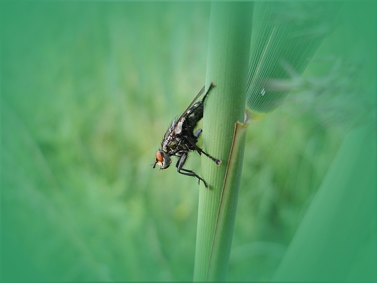 fly blade of grass meadow free photo