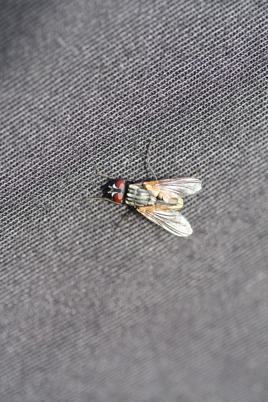 fly canvas gray free photo