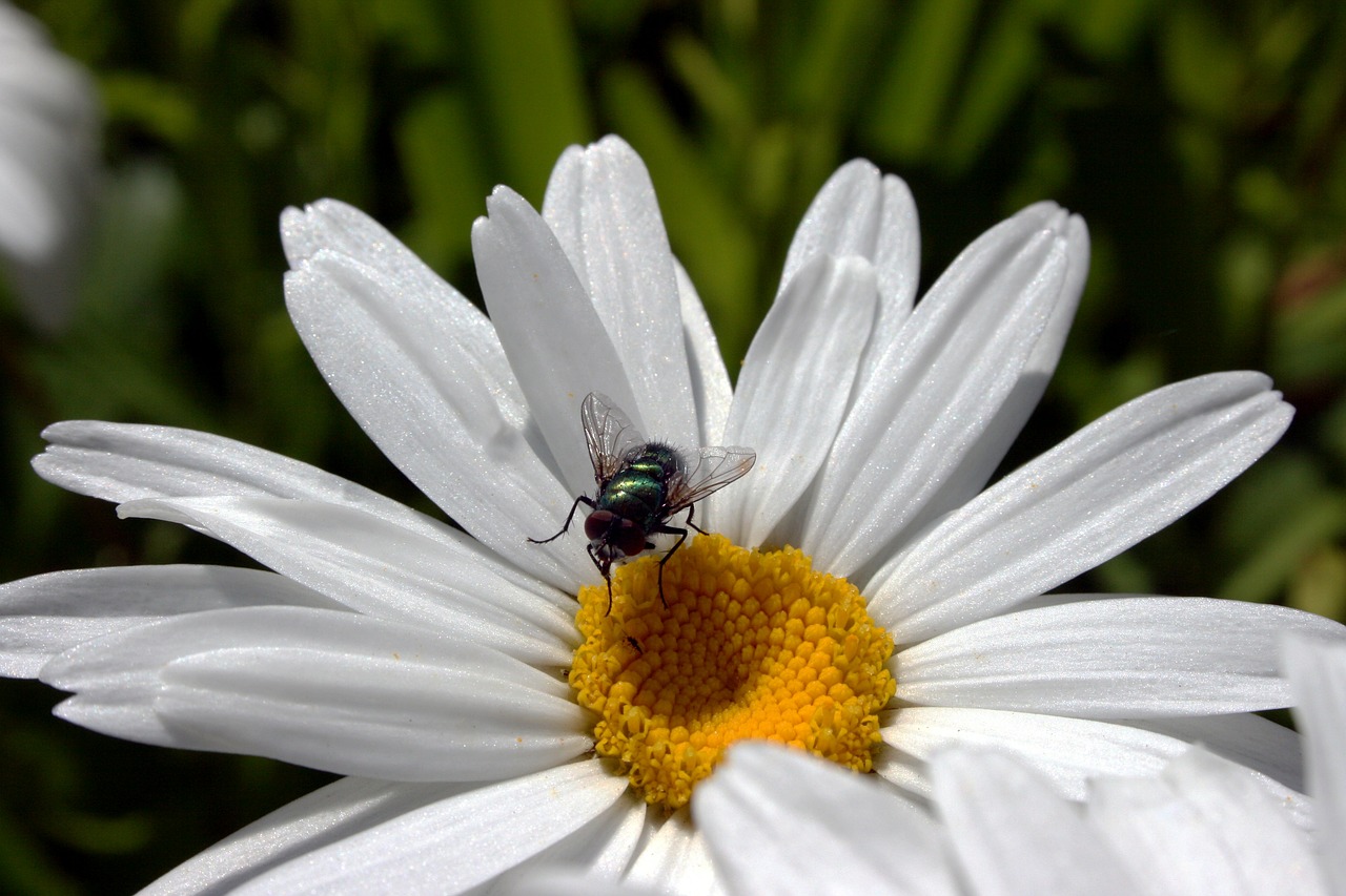 fly marguerite flora free photo