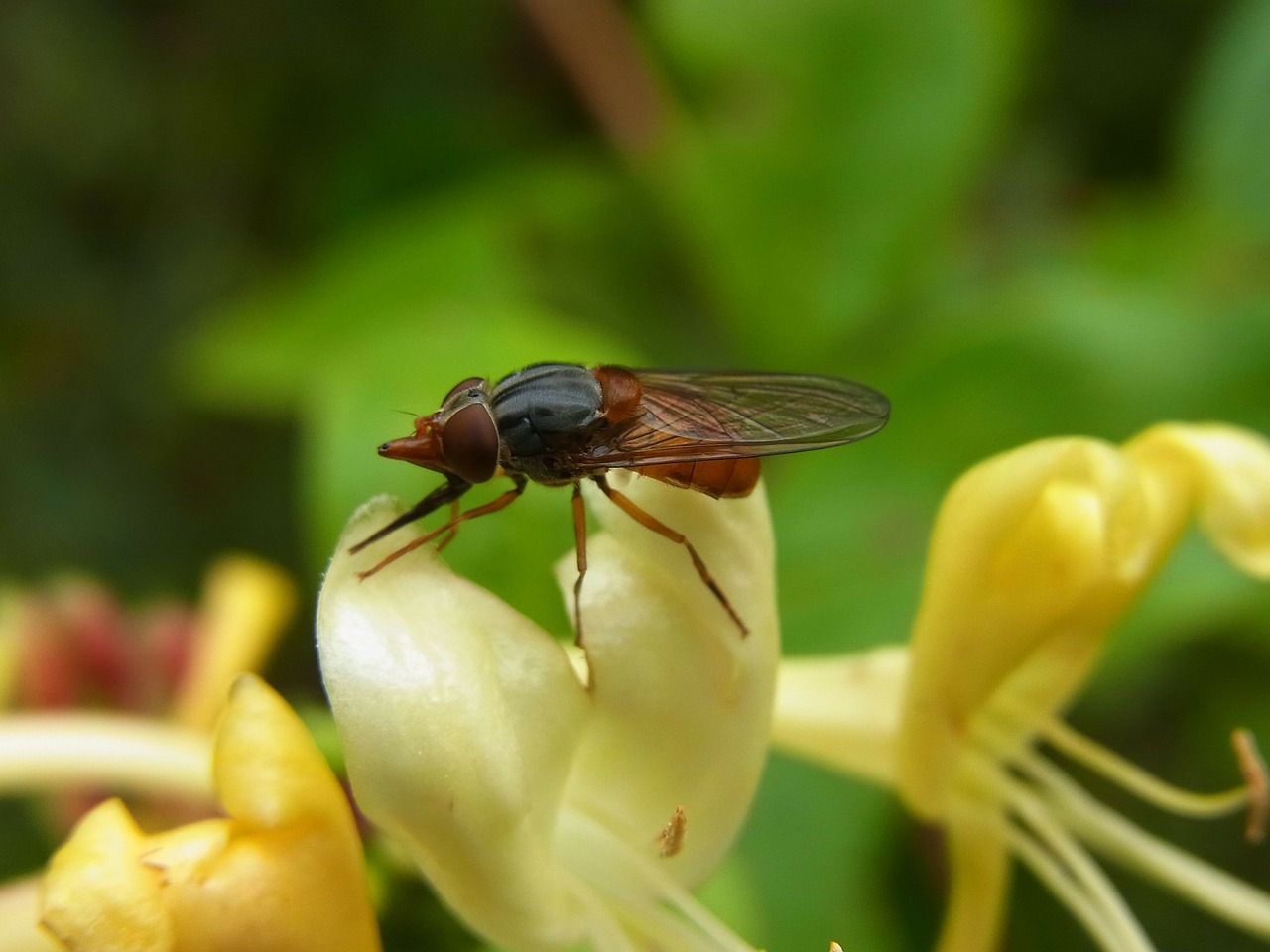 fly campestris hoverfly free photo