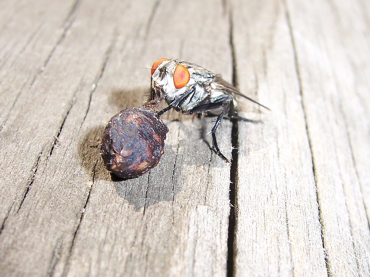 fly eating insect free photo