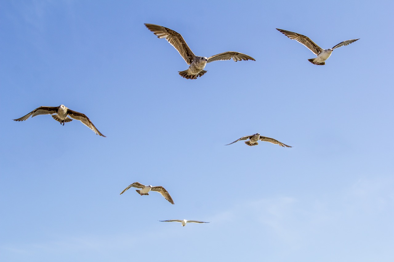 fly wing seagull free photo