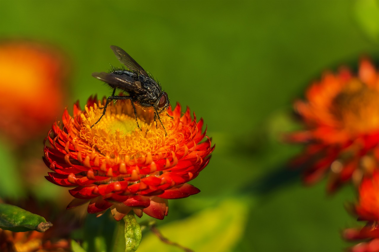 fly flower pollen free photo