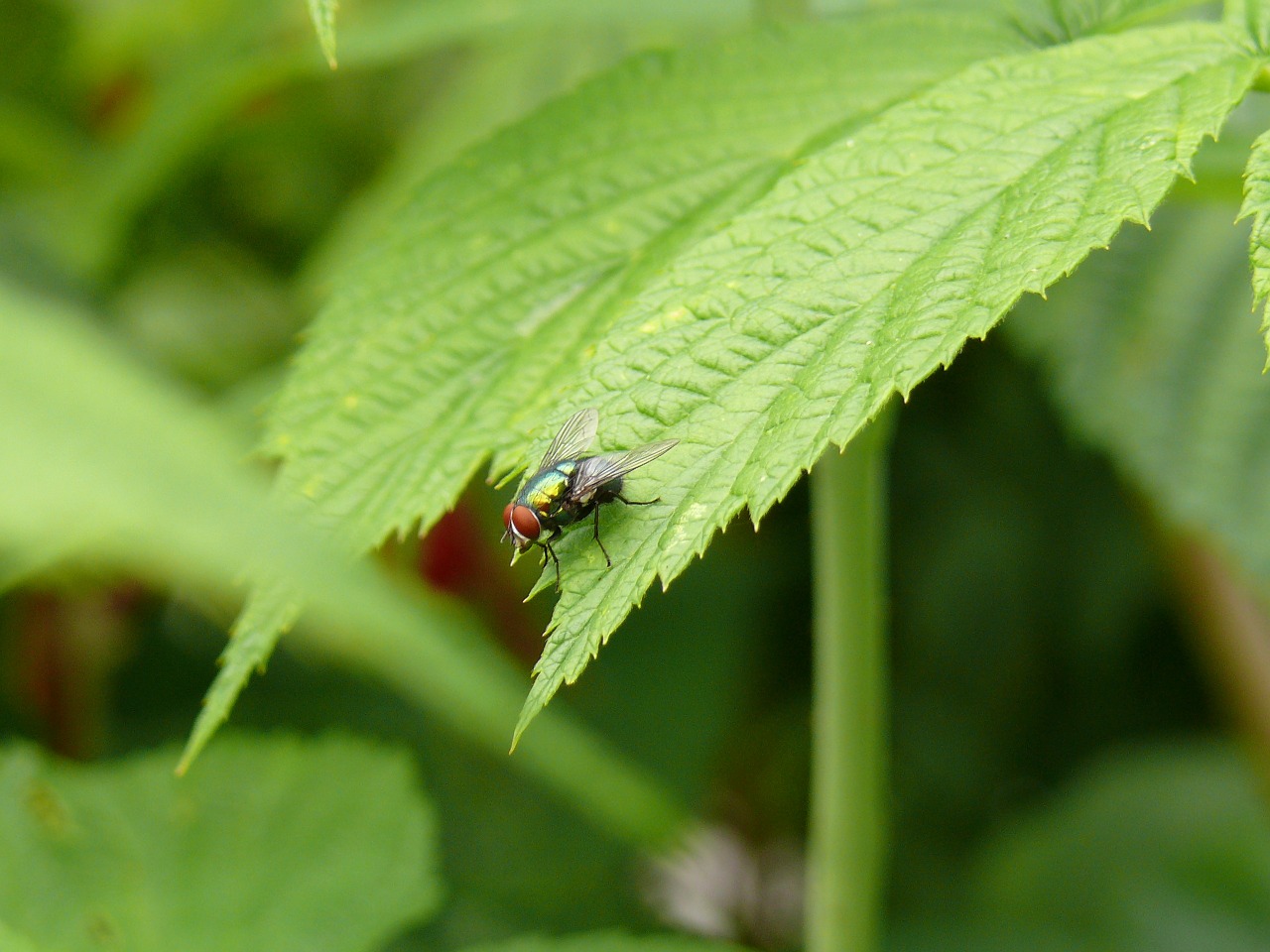 fly insect animals free photo